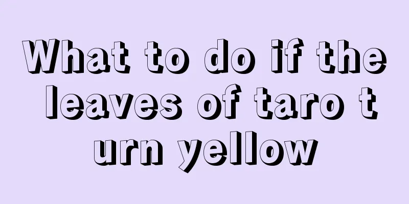 What to do if the leaves of taro turn yellow