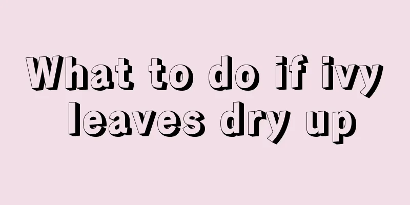 What to do if ivy leaves dry up