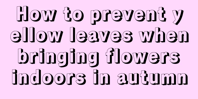 How to prevent yellow leaves when bringing flowers indoors in autumn