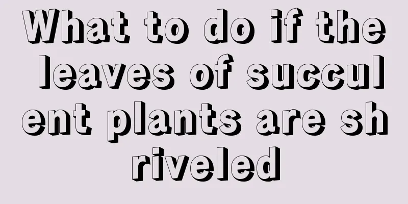 What to do if the leaves of succulent plants are shriveled