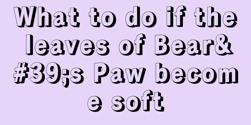 What to do if the leaves of Bear's Paw become soft