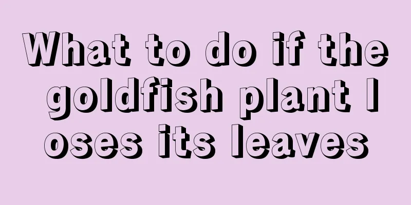 What to do if the goldfish plant loses its leaves