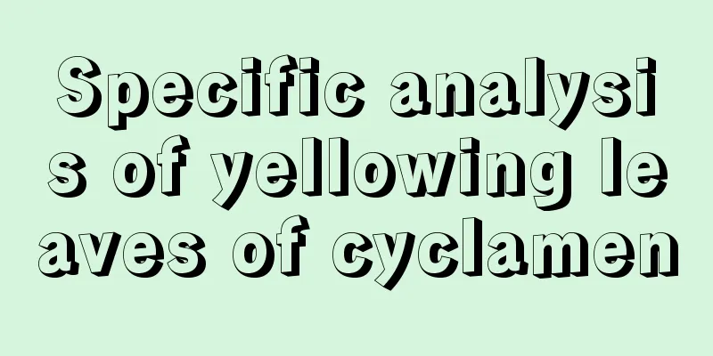 Specific analysis of yellowing leaves of cyclamen