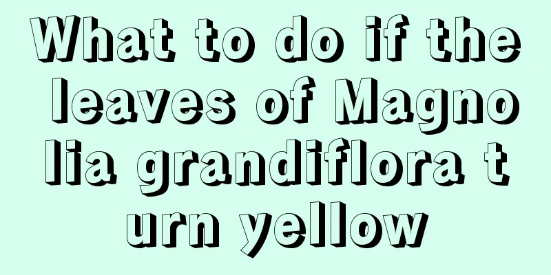 What to do if the leaves of Magnolia grandiflora turn yellow