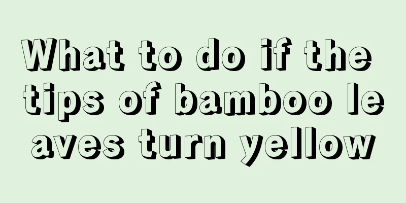 What to do if the tips of bamboo leaves turn yellow