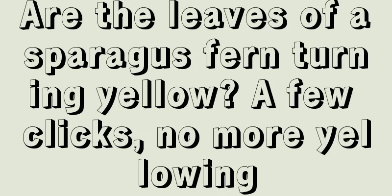 Are the leaves of asparagus fern turning yellow? A few clicks, no more yellowing