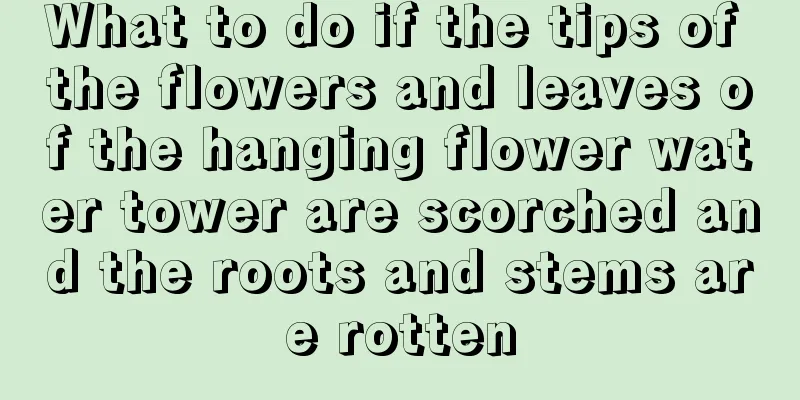 What to do if the tips of the flowers and leaves of the hanging flower water tower are scorched and the roots and stems are rotten