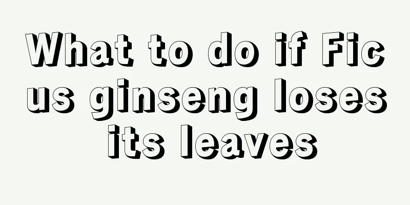 What to do if Ficus ginseng loses its leaves