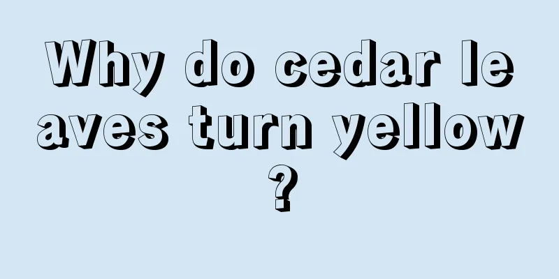 Why do cedar leaves turn yellow?