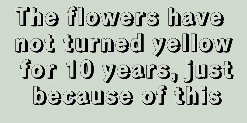 The flowers have not turned yellow for 10 years, just because of this