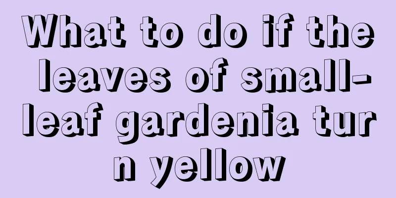 What to do if the leaves of small-leaf gardenia turn yellow