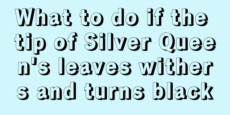 What to do if the tip of Silver Queen's leaves withers and turns black