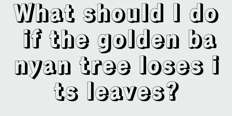 What should I do if the golden banyan tree loses its leaves?