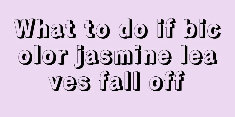 What to do if bicolor jasmine leaves fall off