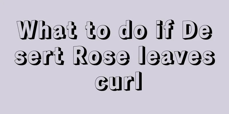 What to do if Desert Rose leaves curl