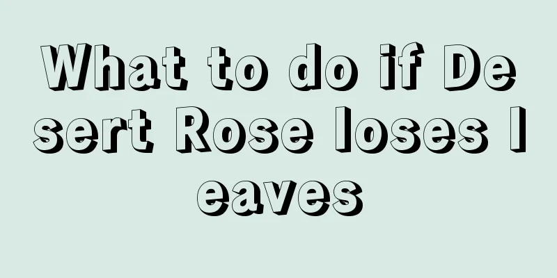 What to do if Desert Rose loses leaves