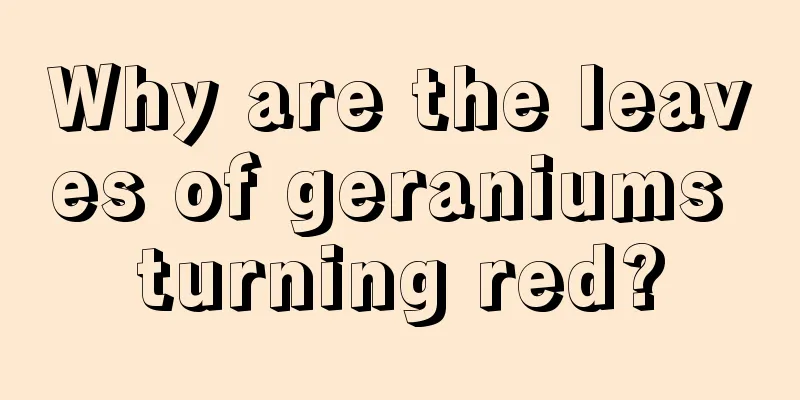 Why are the leaves of geraniums turning red?