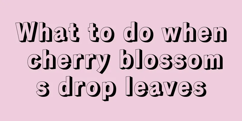 What to do when cherry blossoms drop leaves