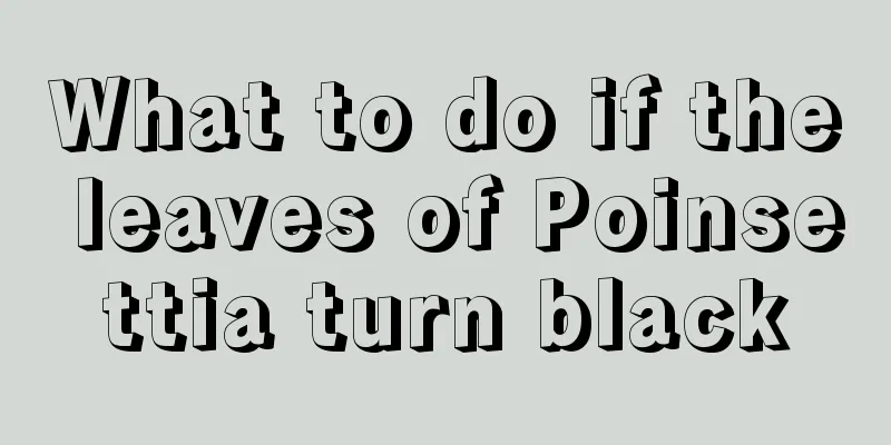 What to do if the leaves of Poinsettia turn black