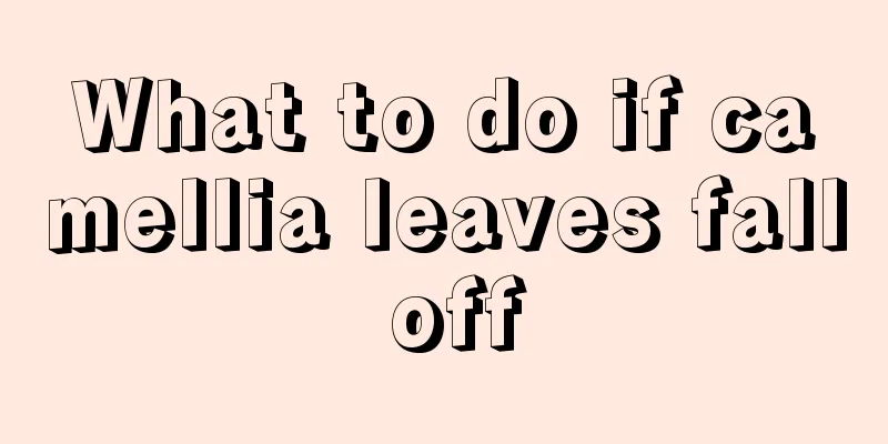 What to do if camellia leaves fall off