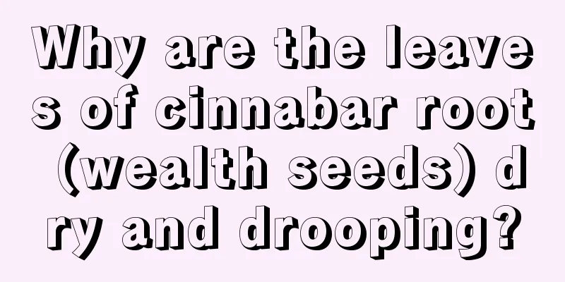 Why are the leaves of cinnabar root (wealth seeds) dry and drooping?