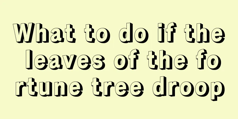 What to do if the leaves of the fortune tree droop