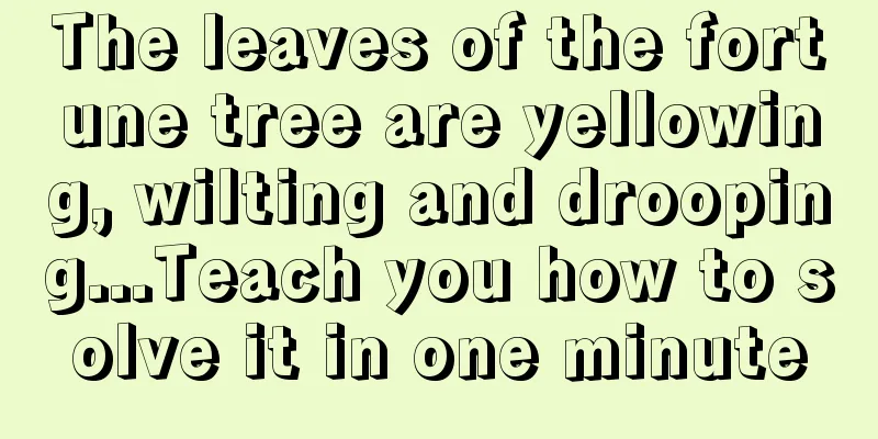 The leaves of the fortune tree are yellowing, wilting and drooping...Teach you how to solve it in one minute