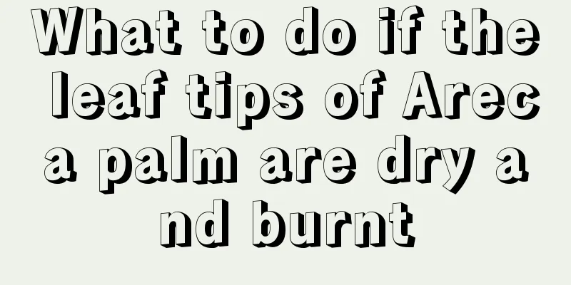 What to do if the leaf tips of Areca palm are dry and burnt