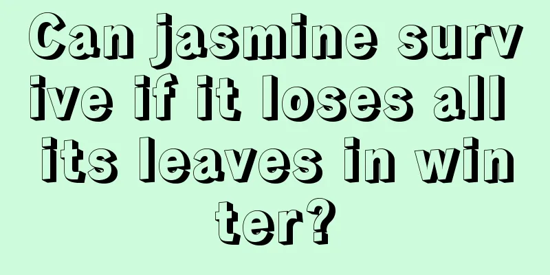 Can jasmine survive if it loses all its leaves in winter?