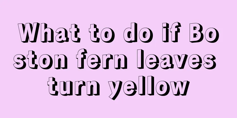 What to do if Boston fern leaves turn yellow