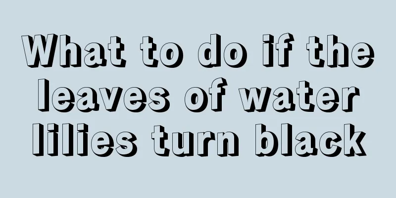 What to do if the leaves of water lilies turn black