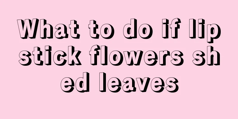 What to do if lipstick flowers shed leaves