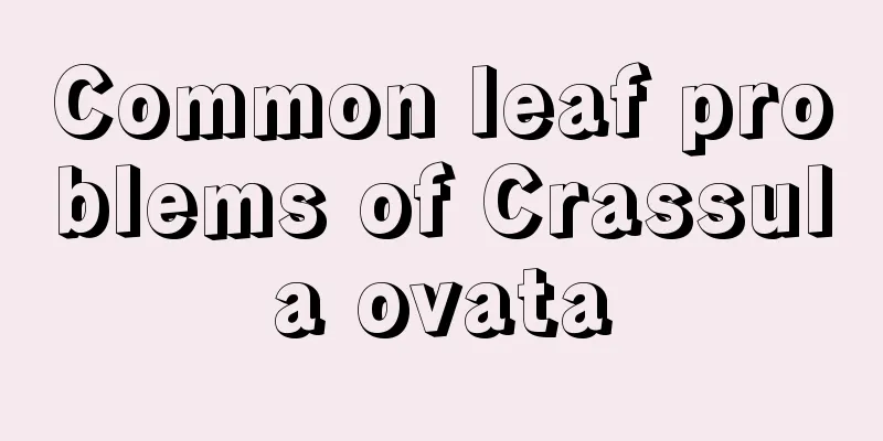 Common leaf problems of Crassula ovata