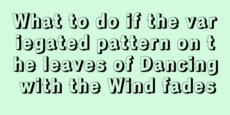 What to do if the variegated pattern on the leaves of Dancing with the Wind fades