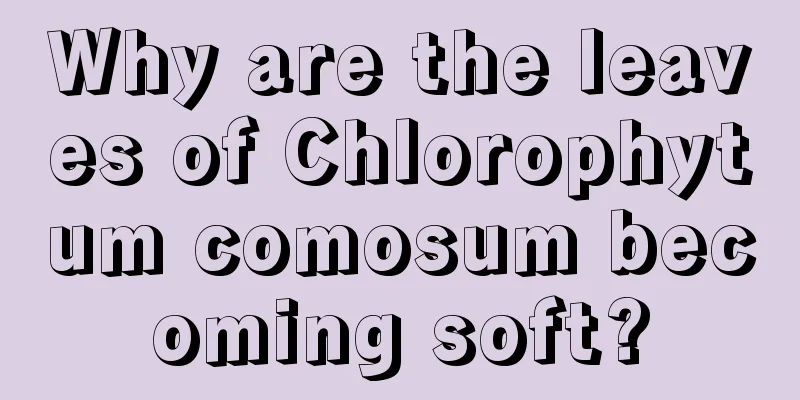 Why are the leaves of Chlorophytum comosum becoming soft?