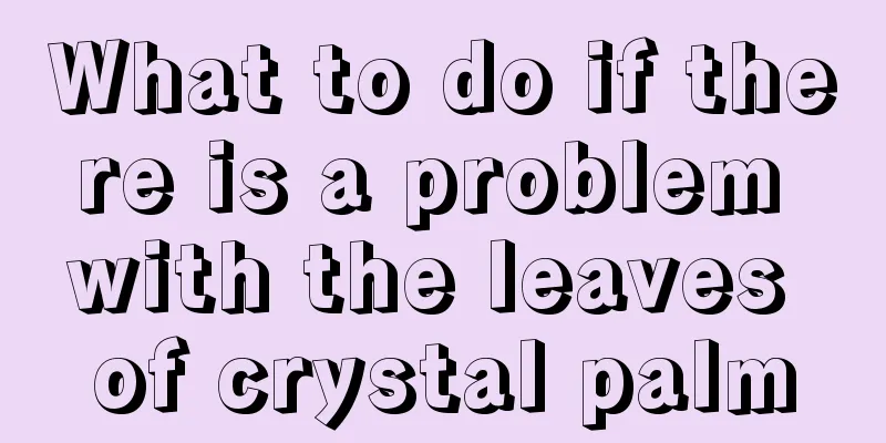 What to do if there is a problem with the leaves of crystal palm