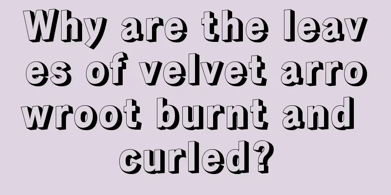 Why are the leaves of velvet arrowroot burnt and curled?