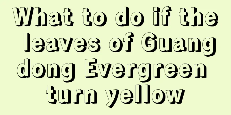 What to do if the leaves of Guangdong Evergreen turn yellow