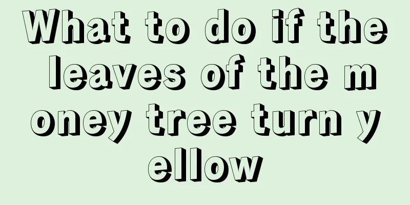 What to do if the leaves of the money tree turn yellow