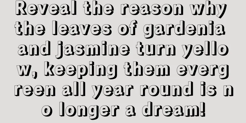 Reveal the reason why the leaves of gardenia and jasmine turn yellow, keeping them evergreen all year round is no longer a dream!