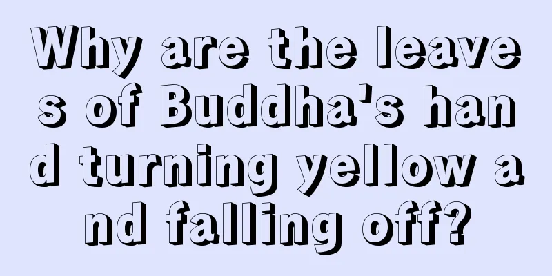 Why are the leaves of Buddha's hand turning yellow and falling off?