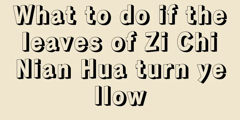 What to do if the leaves of Zi Chi Nian Hua turn yellow