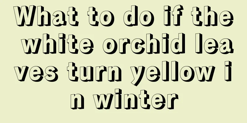 What to do if the white orchid leaves turn yellow in winter