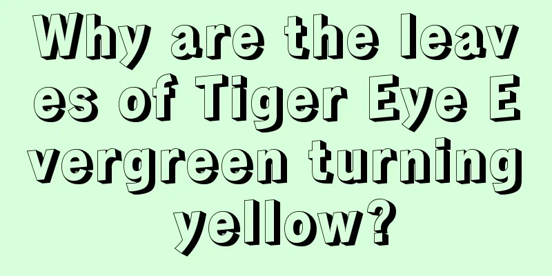 Why are the leaves of Tiger Eye Evergreen turning yellow?