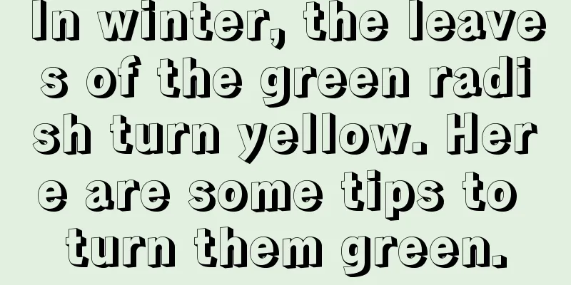 In winter, the leaves of the green radish turn yellow. Here are some tips to turn them green.