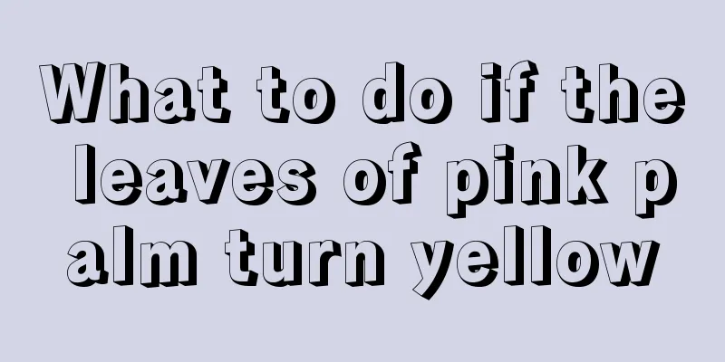 What to do if the leaves of pink palm turn yellow