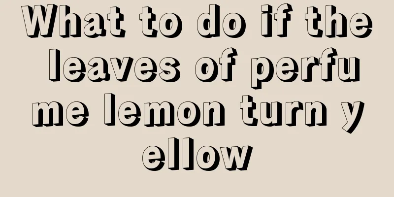 What to do if the leaves of perfume lemon turn yellow