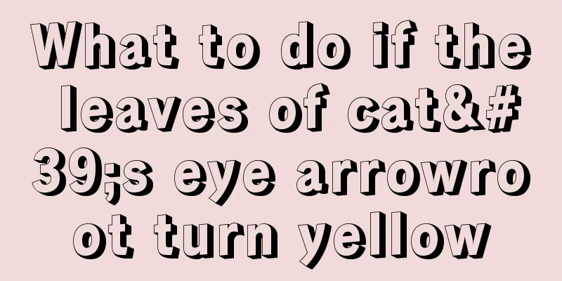 What to do if the leaves of cat's eye arrowroot turn yellow