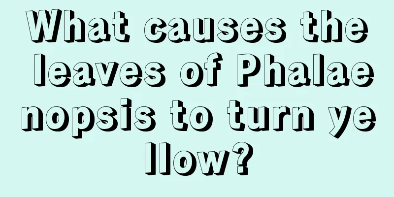 What causes the leaves of Phalaenopsis to turn yellow?