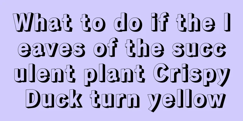 What to do if the leaves of the succulent plant Crispy Duck turn yellow